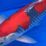 67th Nagaoka koi show on 25 October 2020