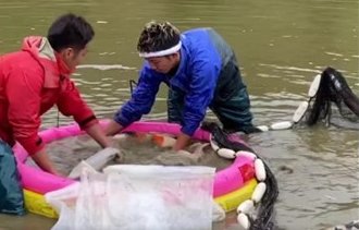 Isa koi farm 4 years old koi harvest on 2020.