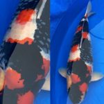 7-8 November 2020 60th Niigata Nogyosai koi show.