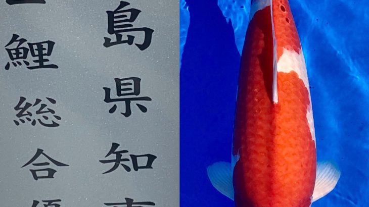 57th Horoshima koi show Nogyosai in Hiroshima