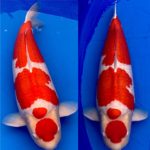 Congratulations to Dainichi Koi Farm, Grand Champion at the 60th Niigata Nogyosai.