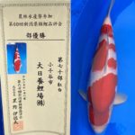 7-8 November 2020 60th Niigata Nogyosai koi show.