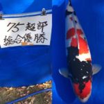 Gunma prefecture koi show on 15-November 2020.