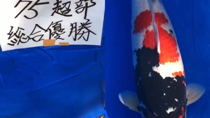 Gunma prefecture koi show on 15-November 2020.