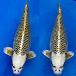 21th Hokuriku district koi show