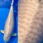 21th Hokuriku district koi show