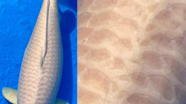 21th Hokuriku district koi show