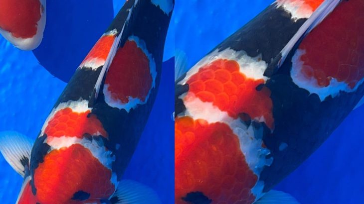 Kansai District Koi Show