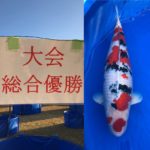 28th  Kyushu district koi show on 5-6 December 2020.