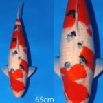 Sakai breed Kohaku