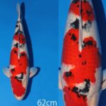 Sakai breed Kohaku
