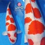 JPD Photo Collections