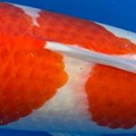 Sakai Fish Farm breed