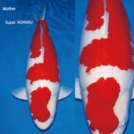 Dainichi koi farm  breed “Kohaku” baby .