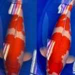 1 year ago 2020 All Japan Koi show.
