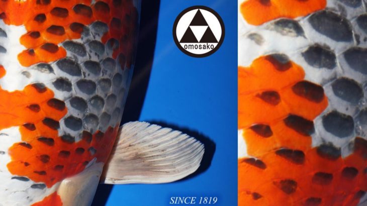 February 2, 2020 51th All Japan Koi Show