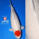 JPD Koi Photo Collections  2020 All Japan Koi show.