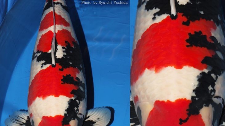 JPD Koi Photo Collections  2020 All Japan Koi show.