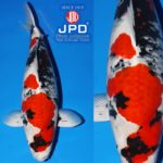 JPD Koi Photo Collections