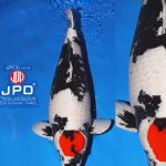 JPD Koi Photo Collections  2020 All Japan Koi show.