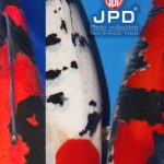 JPD photo collections
