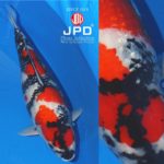 JPD Koi Photo Collections