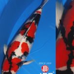 JPD photo collections