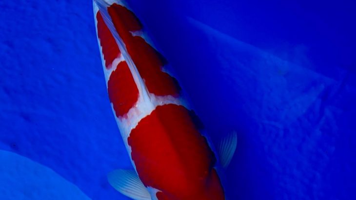 37th All Japan young Koi Show 2021 26 March in preparation.