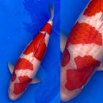 March 27-28, 2021 37th All Japan Young Koi Show