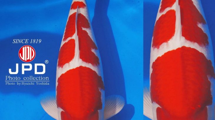 For the first time ever, male Koi get the Grand Champion at All Japan Young Koi Show ‼️
