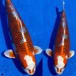 ZNA Kinki district koi show on April 11 2021