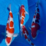 ZNA Kinki district koi show on April 11 2021