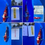 2021年4月10日〜11日 第12回千葉県若鯉品評会