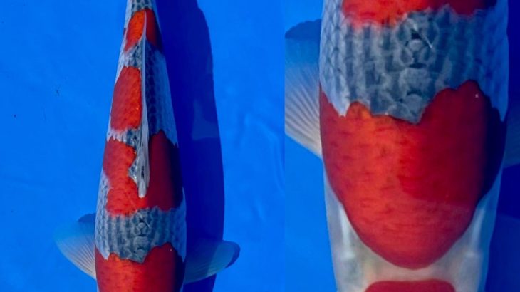 International Junior Koi Show in Niigata 2021