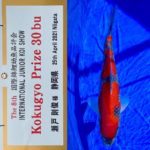 The 8th International Junior Koi show 2021 on 24-25 April