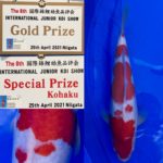 The 8th International Junior Koi show 2021 on 24-25 April