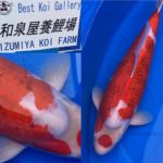 The 8th International Junior Koi show 2021 on 24-25 April