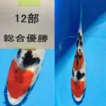 2021年5月5日 兵庫県三木市にて錦鯉愛好者の集い第4回親睦品評会が開催されました。