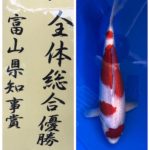 2021年5月9日 第16回富山県錦鯉若鯉品評会