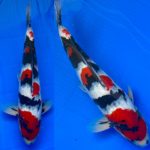 16th Toyama prefecture young koi show.