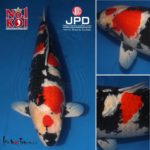 Isa koi farm