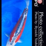 JPD koi video photo collections