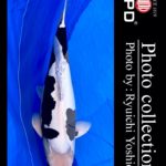 JPD koi video photo collections