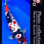 JPD koi video photo collections