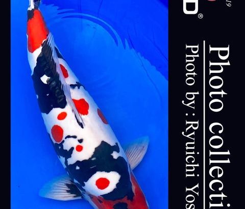 JPD koi video photo collections