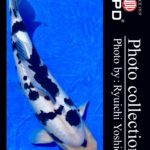 JPD koi video photo collections