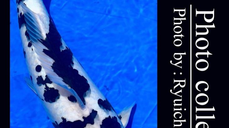 JPD koi video photo collections