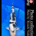JPD koi video photo collections