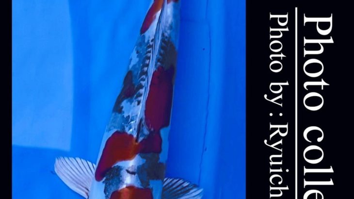 JPD koi video photo collections