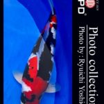 JPD koi video photo collections